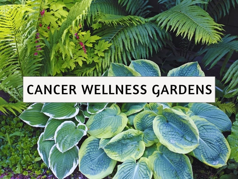 stonybrook landscape design cancer wellness gardens