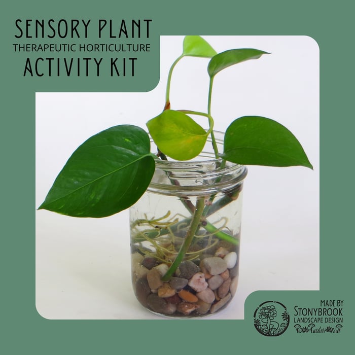 SENSORY PLANT ACTIVITY KIT- POTHOS image