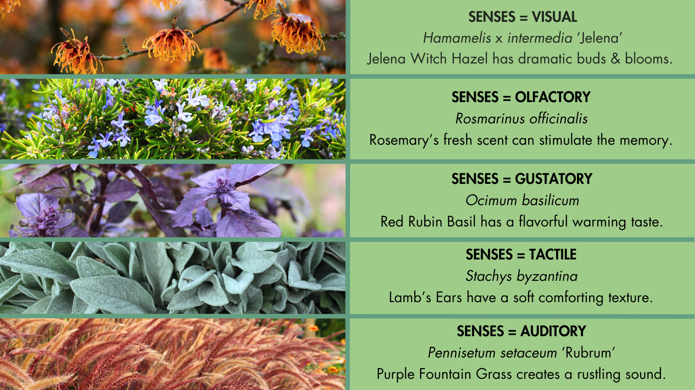 THERAPEUTIC GARDENS DESIGNED FOR HOSPITALS DEC 2024 (2)-1